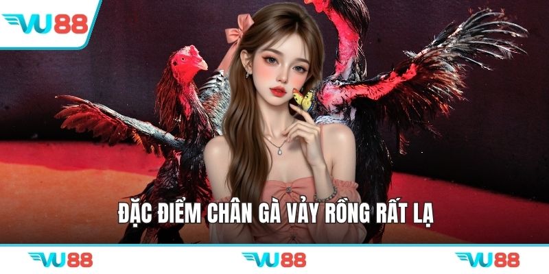 Đặc điểm chân gà vảy rồng rất lạ