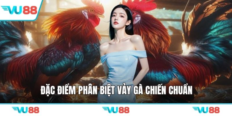 Đặc điểm phân biệt vảy gà chiến chuẩn