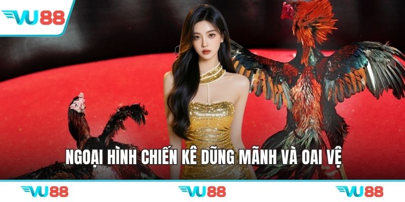 Ngoại hình chiến kê dũng mãnh và oai vệ