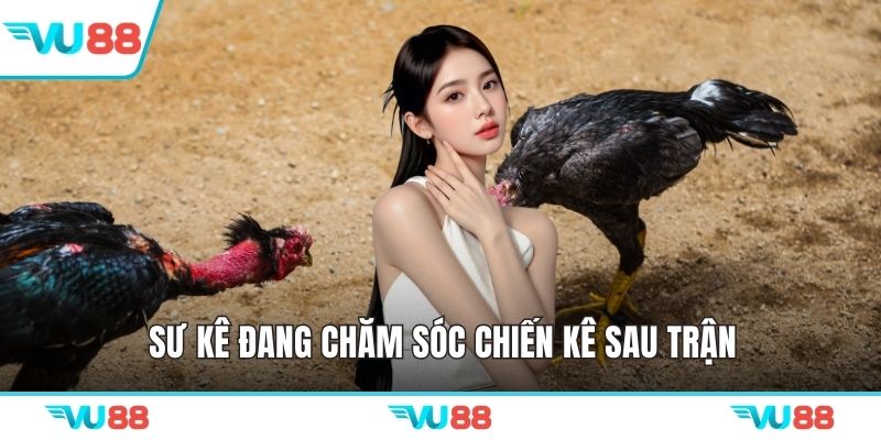 Sư kê đang chăm sóc chiến kê sau trận